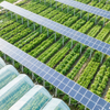Sistema agricolo agricolo solare Scattonaggio kit di pannelli solari per foto di montaggio a terra fotovolta